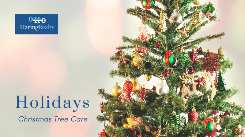 Christmas Tree Care - Homeowners - Haring Realty