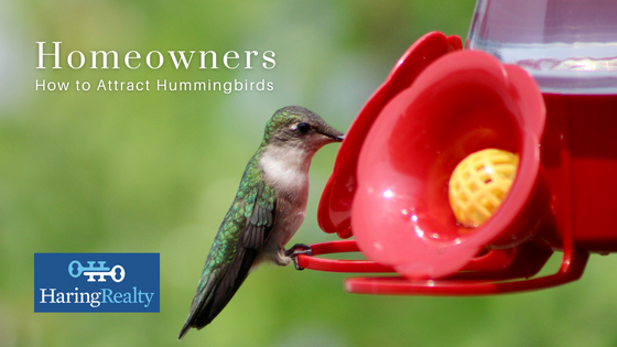 Attracting Hummingbirds - Homeowners - Haring Realty