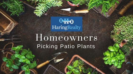 Patio Plants - Homeowners - Haring Realty