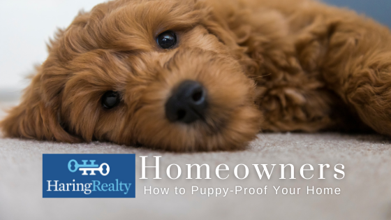 New Puppy - Homeowners - Haring Realty