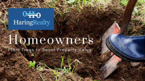 Trees That Increase Property Value - Haring Realty